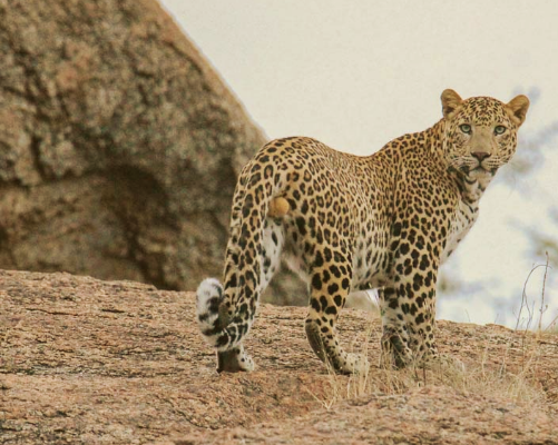 Jodhpur to Jawai Bandh